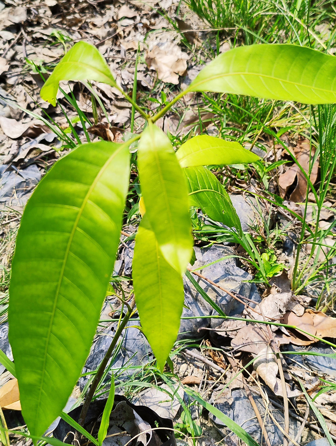 Seeds Badami Mango Plants Hybrid and Dwarf Variant