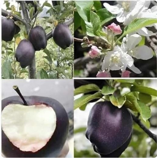 Black Diamond Apple Seeds (Pack of 2)